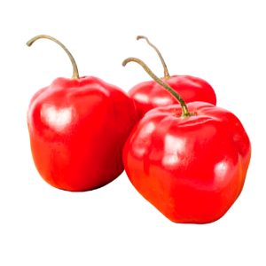 ROCOTO KG