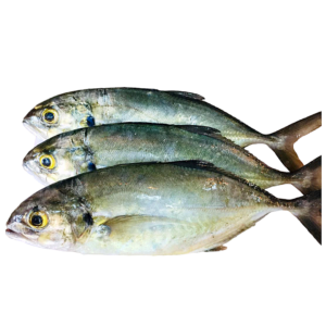 COJINUA FRESCA KG