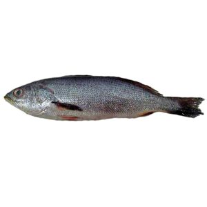 CURVINATA FRESCA KG